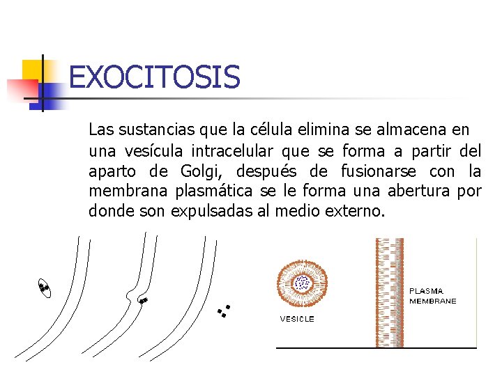 EXOCITOSIS Las sustancias que la célula elimina se almacena en una vesícula intracelular que