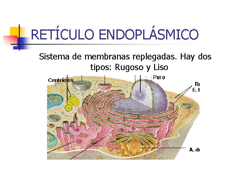 RETÍCULO ENDOPLÁSMICO Sistema de membranas replegadas. Hay dos tipos: Rugoso y Liso 