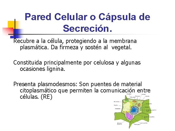 Pared Celular o Cápsula de Secreción. Recubre a la célula, protegiendo a la membrana