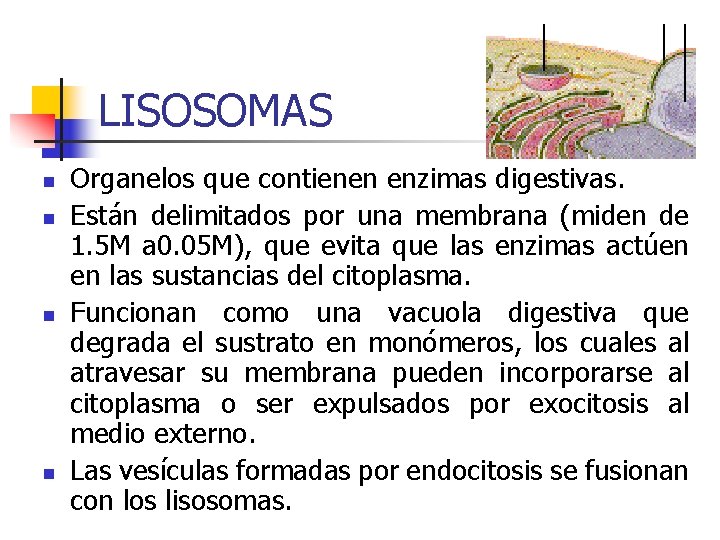 LISOSOMAS n n Organelos que contienen enzimas digestivas. Están delimitados por una membrana (miden