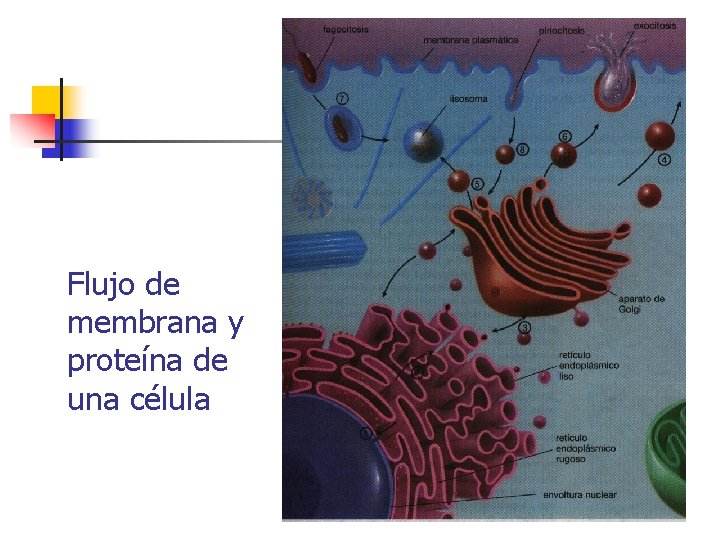 Flujo de membrana y proteína de una célula 