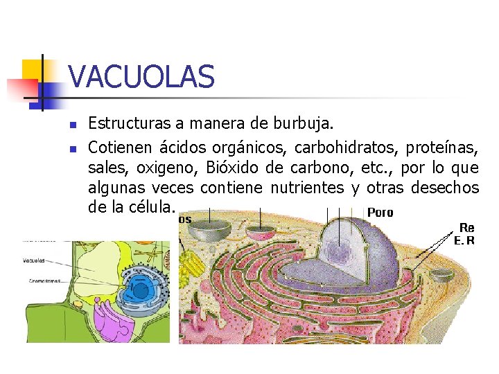 VACUOLAS n n Estructuras a manera de burbuja. Cotienen ácidos orgánicos, carbohidratos, proteínas, sales,