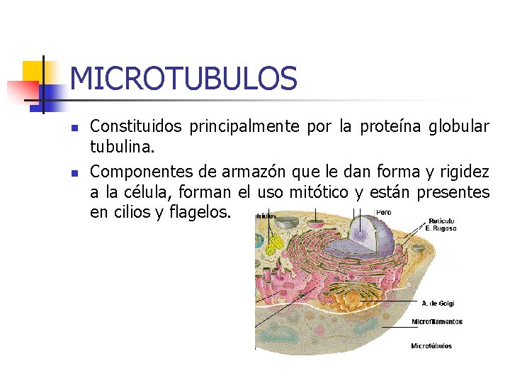 MICROTUBULOS n n Constituidos principalmente por la proteína globular tubulina. Componentes de armazón que