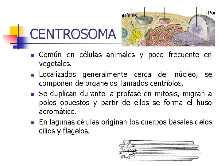 CENTROSOMA n n Común en células animales y poco frecuente en vegetales. Localizados generalmente