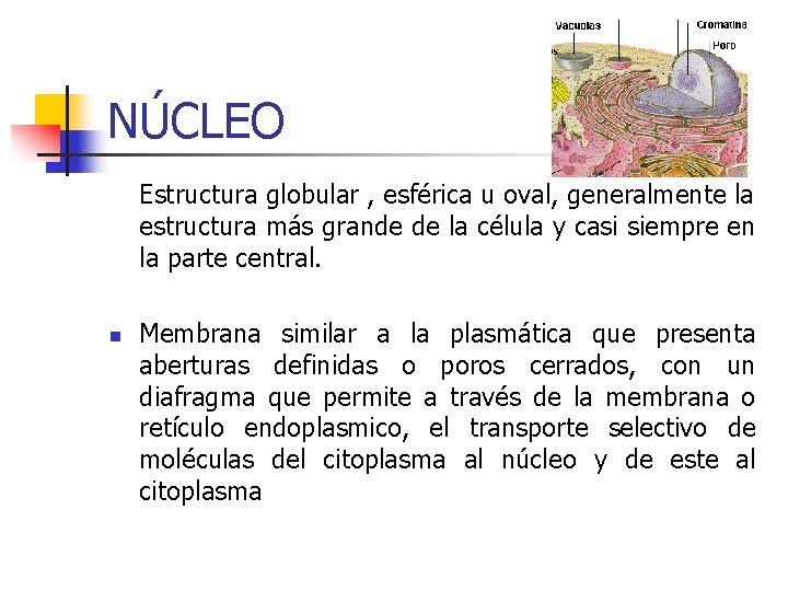 NÚCLEO Estructura globular , esférica u oval, generalmente la estructura más grande de la