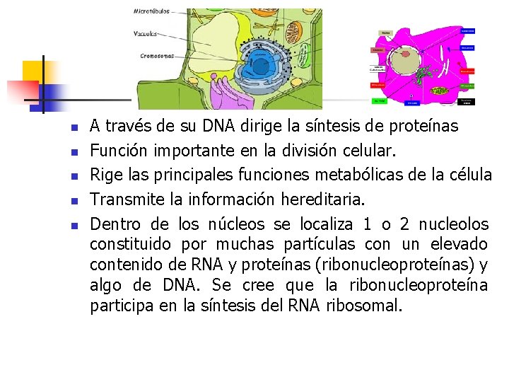 n n n A través de su DNA dirige la síntesis de proteínas Función