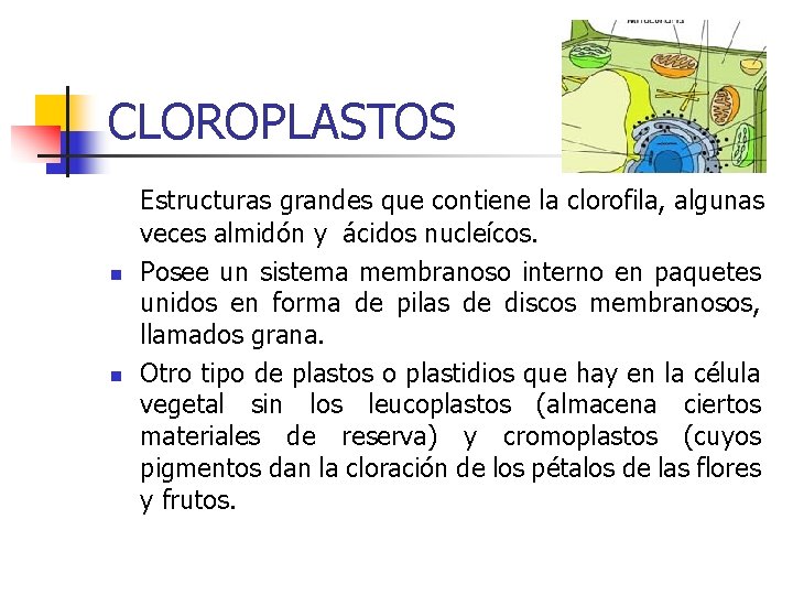 CLOROPLASTOS n n Estructuras grandes que contiene la clorofila, algunas veces almidón y ácidos