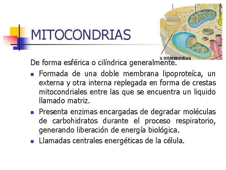 MITOCONDRIAS De forma esférica o cilíndrica generalmente. n Formada de una doble membrana lipoproteíca,