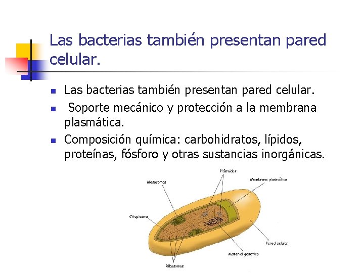 Las bacterias también presentan pared celular. n n n Las bacterias también presentan pared