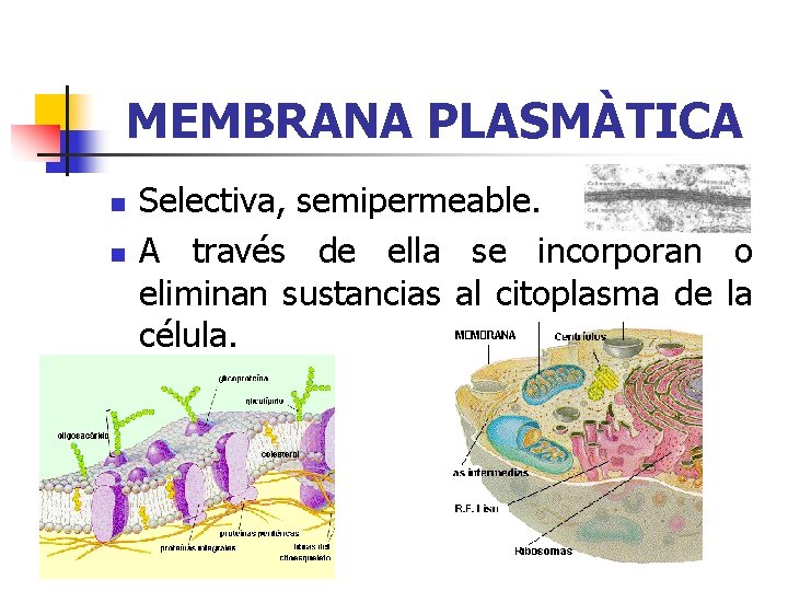 MEMBRANA PLASMÀTICA n n Selectiva, semipermeable. A través de ella se incorporan o eliminan