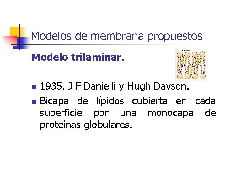 Modelos de membrana propuestos Modelo trilaminar. n n 1935. J F Danielli y Hugh