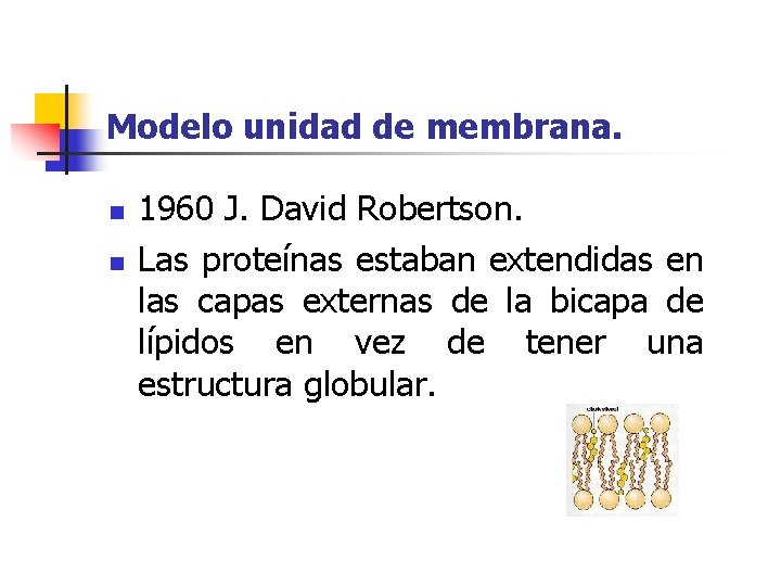 Modelo unidad de membrana. n n 1960 J. David Robertson. Las proteínas estaban extendidas