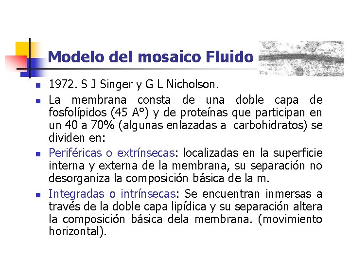 Modelo del mosaico Fluido n n 1972. S J Singer y G L Nicholson.