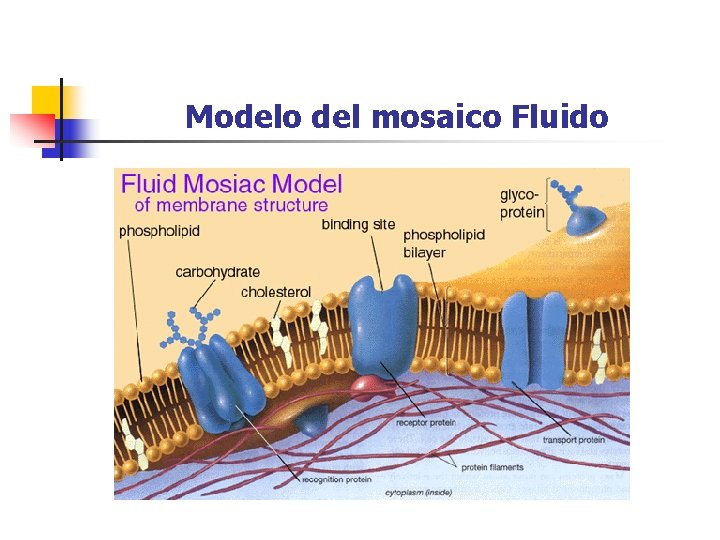 Modelo del mosaico Fluido 