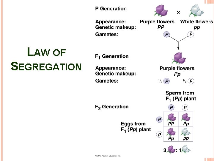 LAW OF SEGREGATION 