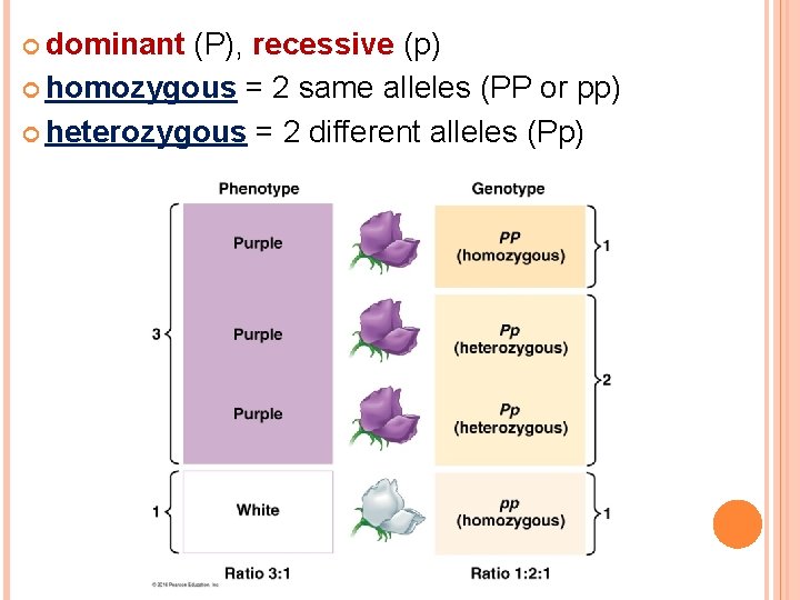  dominant (P), recessive (p) homozygous = 2 same alleles (PP or pp) heterozygous
