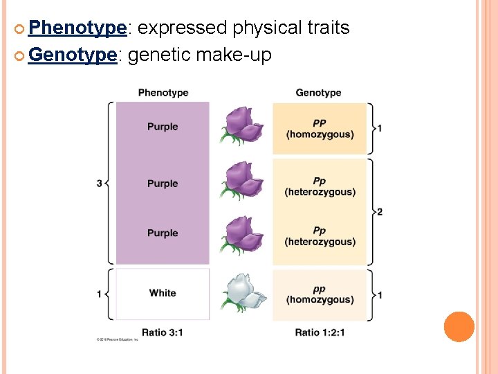  Phenotype: expressed physical traits Genotype: genetic make-up 