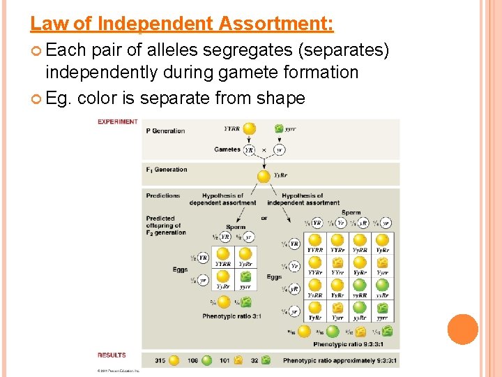 Law of Independent Assortment: Each pair of alleles segregates (separates) independently during gamete formation