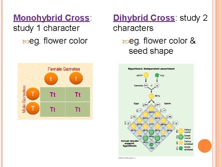 Monohybrid Cross: study 1 character eg. flower color Dihybrid Cross: study 2 characters eg.