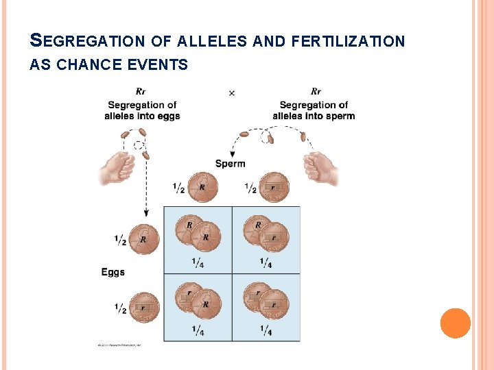 SEGREGATION OF ALLELES AND FERTILIZATION AS CHANCE EVENTS 
