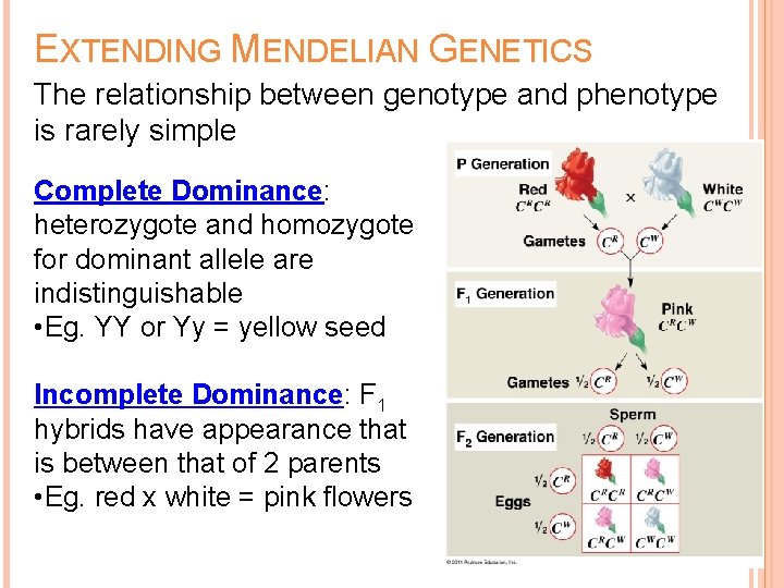 EXTENDING MENDELIAN GENETICS The relationship between genotype and phenotype is rarely simple Complete Dominance: