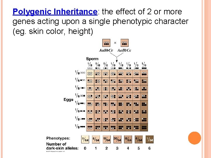 Polygenic Inheritance: the effect of 2 or more genes acting upon a single phenotypic