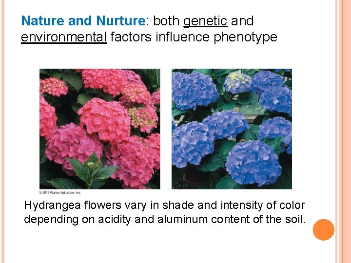 Nature and Nurture: both genetic and environmental factors influence phenotype Hydrangea flowers vary in