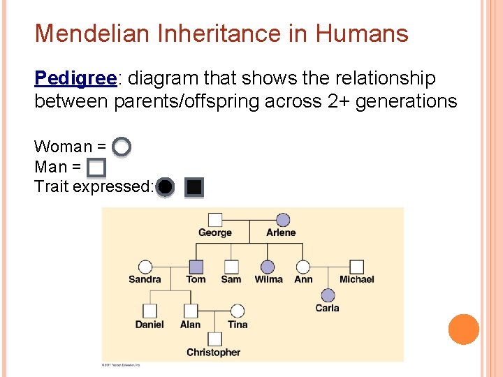 Mendelian Inheritance in Humans Pedigree: diagram that shows the relationship between parents/offspring across 2+