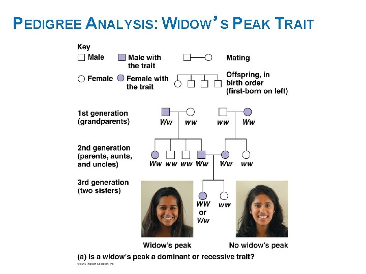 PEDIGREE ANALYSIS: WIDOW’S PEAK TRAIT 