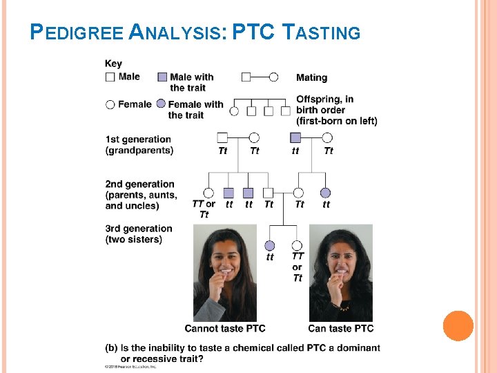 PEDIGREE ANALYSIS: PTC TASTING 