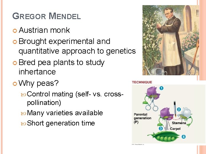 GREGOR MENDEL Austrian monk Brought experimental and quantitative approach to genetics Bred pea plants