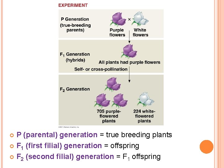 P (parental) generation = true breeding plants F 1 (first filial) generation = offspring