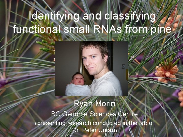 Identifying and classifying functional small RNAs from pine Ryan Morin BC Genome Sciences Centre