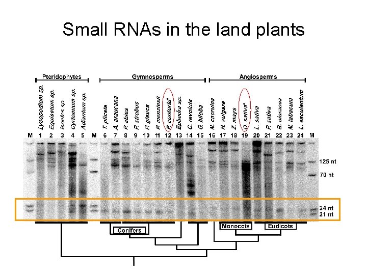 Small RNAs in the land plants 