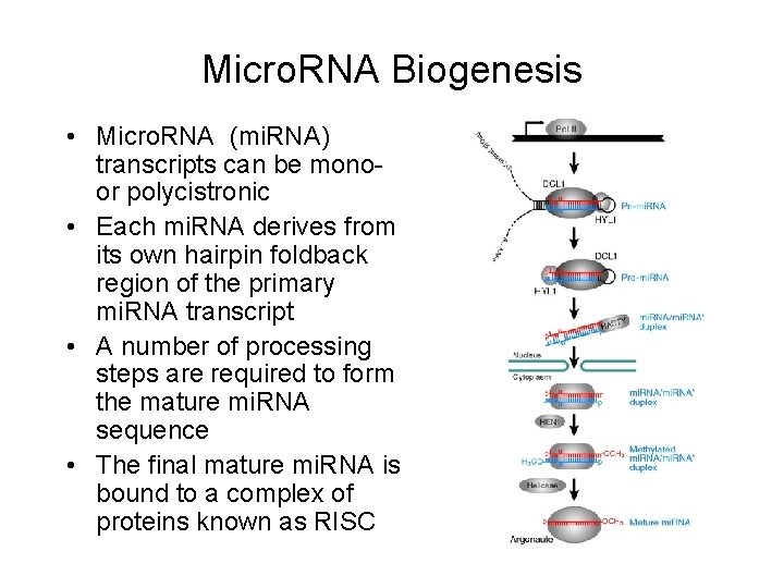 Micro. RNA Biogenesis • Micro. RNA (mi. RNA) transcripts can be monoor polycistronic •