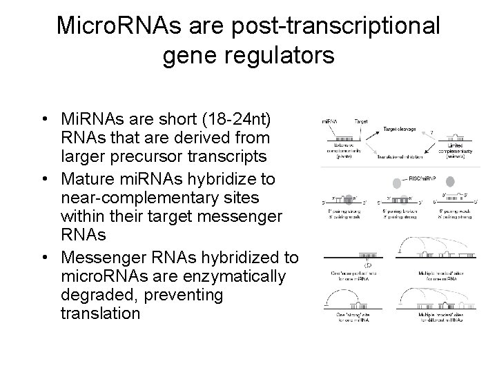 Micro. RNAs are post-transcriptional gene regulators • Mi. RNAs are short (18 -24 nt)