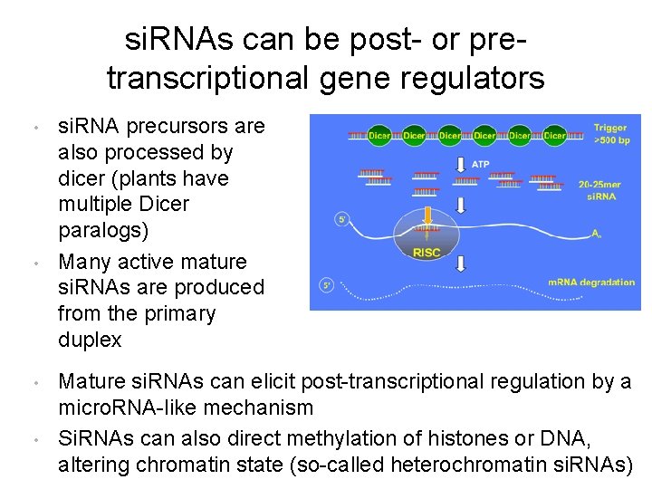 si. RNAs can be post- or pretranscriptional gene regulators • • si. RNA precursors