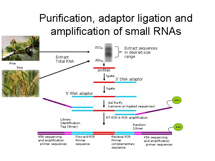 Purification, adaptor ligation and amplification of small RNAs Extract sequences in desired size range