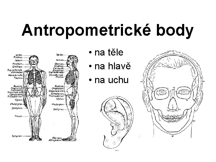 Antropometrické body • na těle • na hlavě • na uchu 