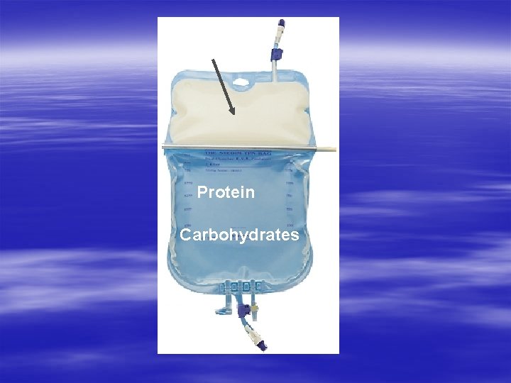 Lipids Protein Carbohydrates 