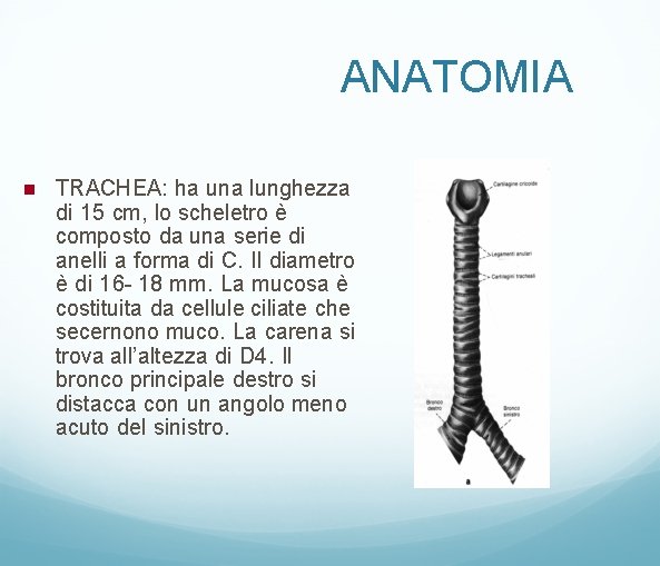 ANATOMIA TRACHEA: ha una lunghezza di 15 cm, lo scheletro è composto da una
