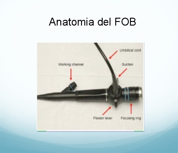 Anatomia del FOB 