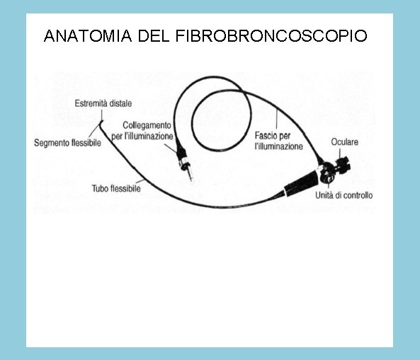 ANATOMIA DEL FIBROBRONCOSCOPIO 