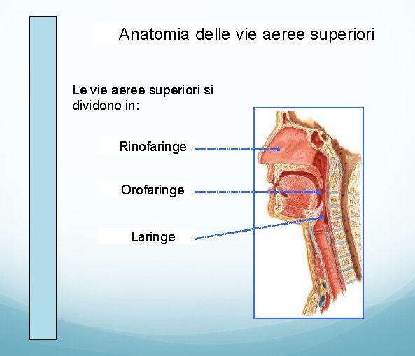 Anatomia delle vie aeree superiori Le vie aeree superiori si dividono in: Rinofaringe Orofaringe