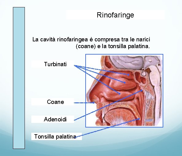 Rinofaringe La cavità rinofaringea è compresa tra le narici (coane) e la tonsilla palatina.