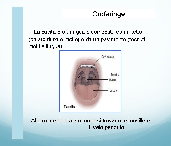 Orofaringe La cavità orofaringea è composta da un tetto (palato duro e molle) e