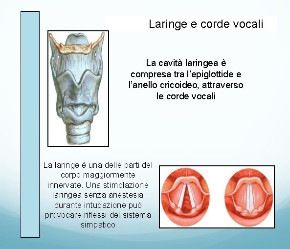 Laringe e corde vocali La cavità laringea è compresa tra l’epiglottide e l’anello cricoideo,