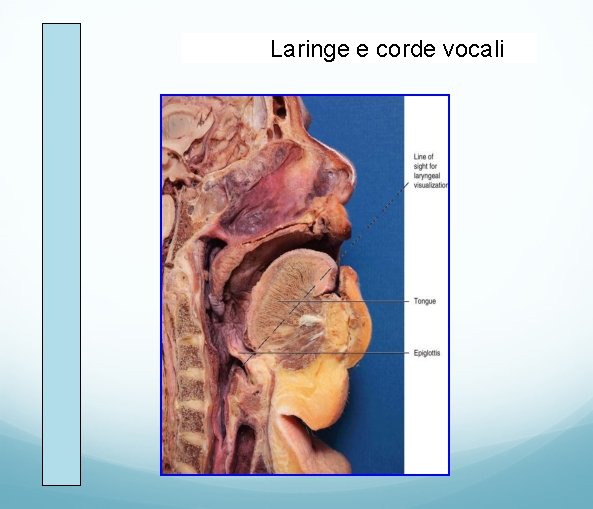 Laringe e corde vocali 