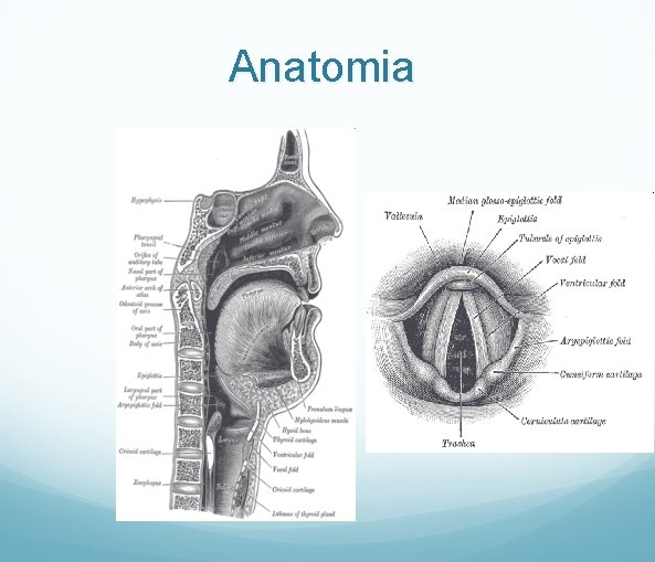 Anatomia 