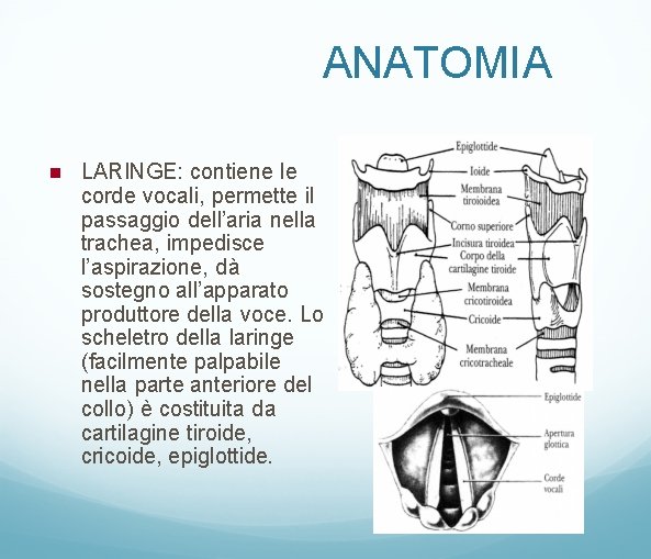 ANATOMIA LARINGE: contiene le corde vocali, permette il passaggio dell’aria nella trachea, impedisce l’aspirazione,